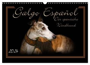 Galgo Español 2024- Der spanische Windhund (Wandkalender 2024 DIN A3 quer), CALVENDO Monatskalender von Redecker,  Andrea