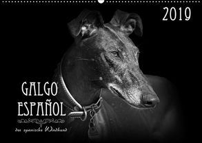 Galgo Español – der spanische Windhund 2019 (Wandkalender 2019 DIN A2 quer) von - Andrea Redecker,  4pfoten-design