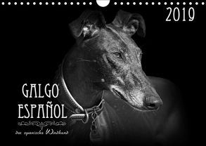 Galgo Español – der spanische Windhund 2019 (Wandkalender 2019 DIN A4 quer) von - Andrea Redecker,  4pfoten-design
