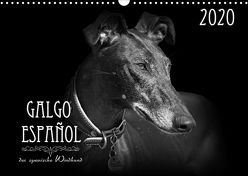Galgo Español – der spanische Windhund 2020 (Wandkalender 2020 DIN A3 quer) von - Andrea Redecker,  4pfoten-design