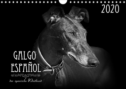 Galgo Español – der spanische Windhund 2020 (Wandkalender 2020 DIN A4 quer) von - Andrea Redecker,  4pfoten-design