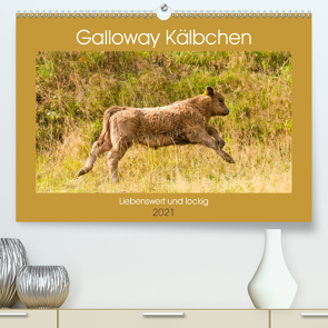 Galloway Kälbchen – Liebenswert und lockig (Premium, hochwertiger DIN A2 Wandkalender 2021, Kunstdruck in Hochglanz) von Bölts,  Meike