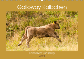 Galloway Kälbchen – Liebenswert und lockig (Wandkalender 2021 DIN A2 quer) von Bölts,  Meike