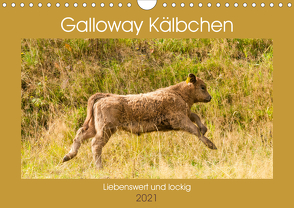 Galloway Kälbchen – Liebenswert und lockig (Wandkalender 2021 DIN A4 quer) von Bölts,  Meike