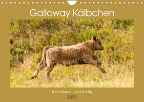 Galloway Kälbchen – Liebenswert und lockig (Wandkalender 2023 DIN A4 quer) von Bölts,  Meike