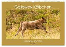 Galloway Kälbchen – Liebenswert und lockig (Wandkalender 2024 DIN A2 quer), CALVENDO Monatskalender von Bölts,  Meike
