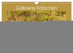 Galloway Kälbchen – Liebenswert und lockig (Wandkalender 2024 DIN A4 quer), CALVENDO Monatskalender von Bölts,  Meike
