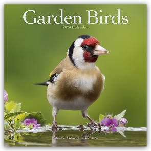 Garden Birds – Gartenvögel 2024 – 16-Monatskalender