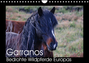 Garranos – Bedrohte Wildpferde Europas (Wandkalender 2023 DIN A4 quer) von Bengtsson/www.perlenfaenger.com,  Sabine