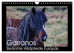 Garranos – Bedrohte Wildpferde Europas (Wandkalender 2024 DIN A4 quer), CALVENDO Monatskalender von Bengtsson/www.perlenfaenger.com,  Sabine