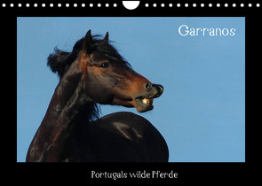 Garranos (Wandkalender 2022 DIN A4 quer) von Lampert,  Claudia