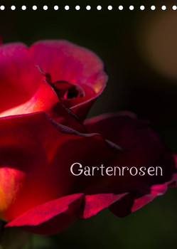 Gartenrosen (Tischkalender 2023 DIN A5 hoch) von Renken,  Erwin
