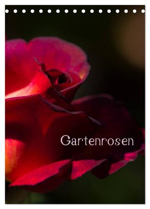 Gartenrosen (Tischkalender 2024 DIN A5 hoch), CALVENDO Monatskalender von Renken,  Erwin