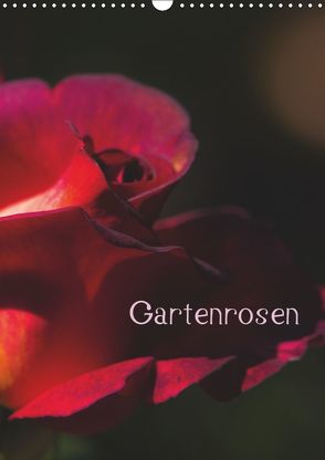 Gartenrosen (Wandkalender 2019 DIN A3 hoch) von Renken,  Erwin