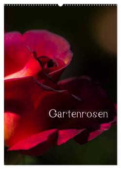 Gartenrosen (Wandkalender 2024 DIN A2 hoch), CALVENDO Monatskalender von Renken,  Erwin