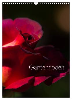 Gartenrosen (Wandkalender 2024 DIN A3 hoch), CALVENDO Monatskalender von Renken,  Erwin