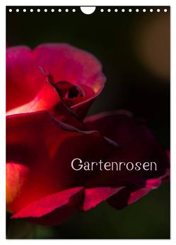 Gartenrosen (Wandkalender 2024 DIN A4 hoch), CALVENDO Monatskalender von Renken,  Erwin