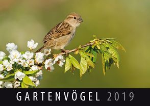 Gartenvögel 2019 von Quelle & Meyer Verlag