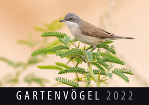 Gartenvögel 2022 von Quelle & Meyer Verlag