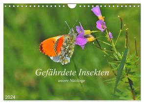 Gefährdete Insekten – unsere Nützlinge (Wandkalender 2024 DIN A4 quer), CALVENDO Monatskalender von Thoss,  Michael