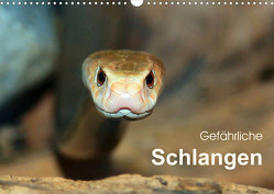 Gefährliche Schlangen (Wandkalender 2023 DIN A3 quer) von Herzog,  Michael