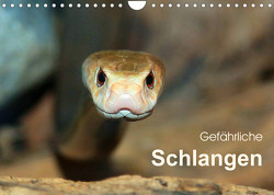 Gefährliche Schlangen (Wandkalender 2023 DIN A4 quer) von Herzog,  Michael