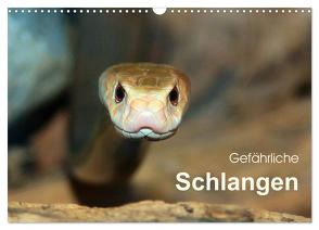 Gefährliche Schlangen (Wandkalender 2024 DIN A3 quer), CALVENDO Monatskalender von Herzog,  Michael