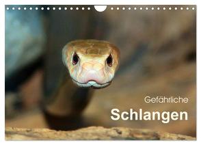 Gefährliche Schlangen (Wandkalender 2024 DIN A4 quer), CALVENDO Monatskalender von Herzog,  Michael