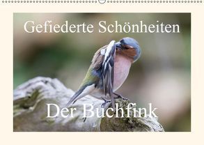 Gefiederte Schönheiten – Der Buchfink (Wandkalender 2019 DIN A2 quer) von Poetsch,  Rolf
