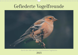 Gefiederte Vogelfreunde (Wandkalender 2023 DIN A3 quer) von Sperber,  Simone