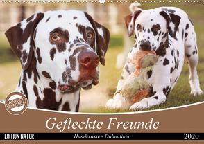 Gefleckte Freunde – Hunderasse Dalmatiner (Wandkalender 2020 DIN A2 quer) von Mielewczyk,  Barbara