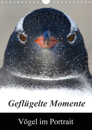 Geflügelte Momente – Vögel im Portrait (Wandkalender 2021 DIN A4 hoch) von Schlögl,  Brigitte