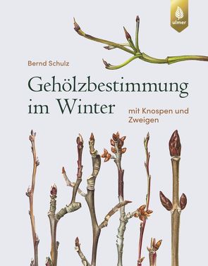 Gehölzbestimmung im Winter von Schulz,  Bernd