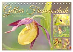 Gelber Frauenschuh (Tischkalender 2024 DIN A5 quer), CALVENDO Monatskalender von Löwer,  Sabine