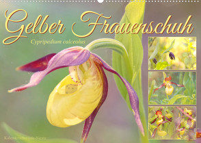 Gelber Frauenschuh (Wandkalender 2023 DIN A2 quer) von Löwer,  Sabine