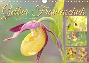 Gelber Frauenschuh (Wandkalender 2023 DIN A4 quer) von Löwer,  Sabine