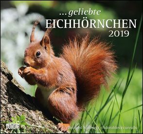 … geliebte Eichhörnchen 2019 – DuMont Wandkalender – mit den wichtigsten Feiertagen – Format 38,0 x 35,5 cm von DUMONT Kalenderverlag