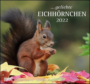 … geliebte Eichhörnchen 2022 – DUMONT Wandkalender – mit den wichtigsten Feiertagen – Format 38,0 x 35,5 cm von Christine,  Meier