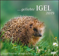 … geliebte Igel 2019 – DuMont Wandkalender – mit den wichtigsten Feiertagen – Format 38,0 x 35,5 cm von DUMONT Kalenderverlag