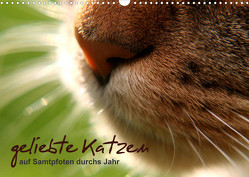 geliebte Katzen – auf Samtpfoten durchs Jahr (Wandkalender 2023 DIN A3 quer) von Schöne,  Isabel