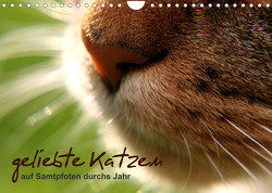 geliebte Katzen – auf Samtpfoten durchs Jahr (Wandkalender 2023 DIN A4 quer) von Schöne,  Isabel