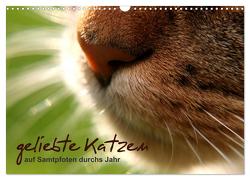 geliebte Katzen – auf Samtpfoten durchs Jahr (Wandkalender 2024 DIN A3 quer), CALVENDO Monatskalender von Schöne,  Isabel