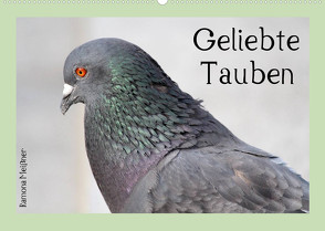 Geliebte Tauben (Wandkalender 2023 DIN A2 quer) von Meißner,  Ramona