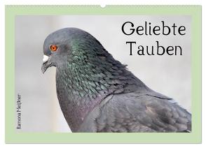 Geliebte Tauben (Wandkalender 2024 DIN A2 quer), CALVENDO Monatskalender von Meißner,  Ramona