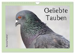 Geliebte Tauben (Wandkalender 2024 DIN A4 quer), CALVENDO Monatskalender von Meißner,  Ramona