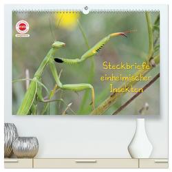 GEOclick Lernkalender: Insekten (hochwertiger Premium Wandkalender 2024 DIN A2 quer), Kunstdruck in Hochglanz von Feske,  Klaus