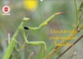 GEOclick Lernkalender: Insekten (Wandkalender 2019 DIN A2 quer) von Feske,  Klaus