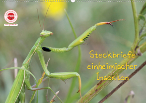 GEOclick Lernkalender: Insekten (Wandkalender 2020 DIN A2 quer) von Feske,  Klaus