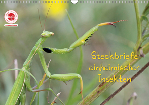 GEOclick Lernkalender: Insekten (Wandkalender 2021 DIN A3 quer) von Feske,  Klaus