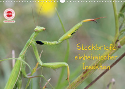 GEOclick Lernkalender: Insekten (Wandkalender 2023 DIN A3 quer) von Feske,  Klaus
